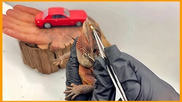 Bearded Dragon Shedding ASMR - Ep.7  | Soft Peel & Chill