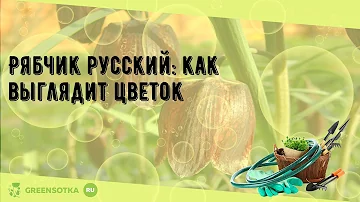 Рябчик русский: как выглядит цветок