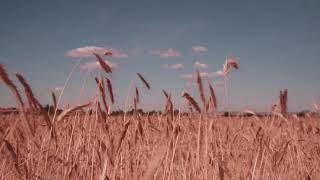 Islamic Background Video No Copyright - Nature screenshot 4