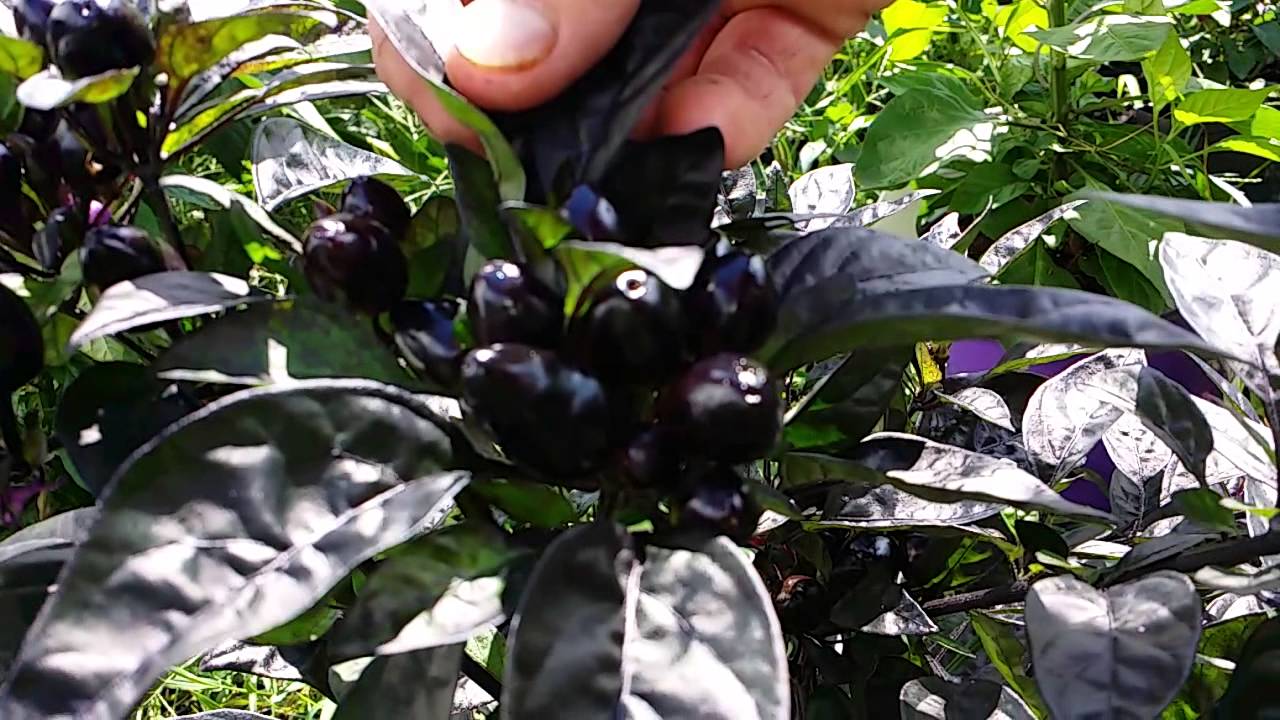 Black Pearl Pepper Plant - YouTube