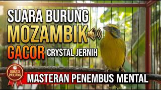 Suara Burung Mozambik Gacor Crystal Jernih Durasi Panjang – Masteran Penembus Mental