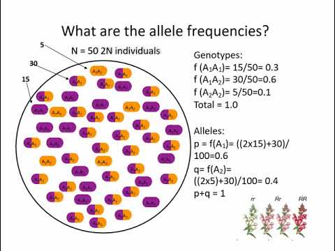 allele frequency was calculated in genodive allele frequency was calculated in genodive