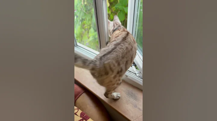 Video 9958381: bengal catlover, bengal kitty, meow