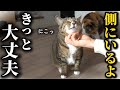 手術することになった飼い主を朝から笑顔で癒してくれる元ボス猫