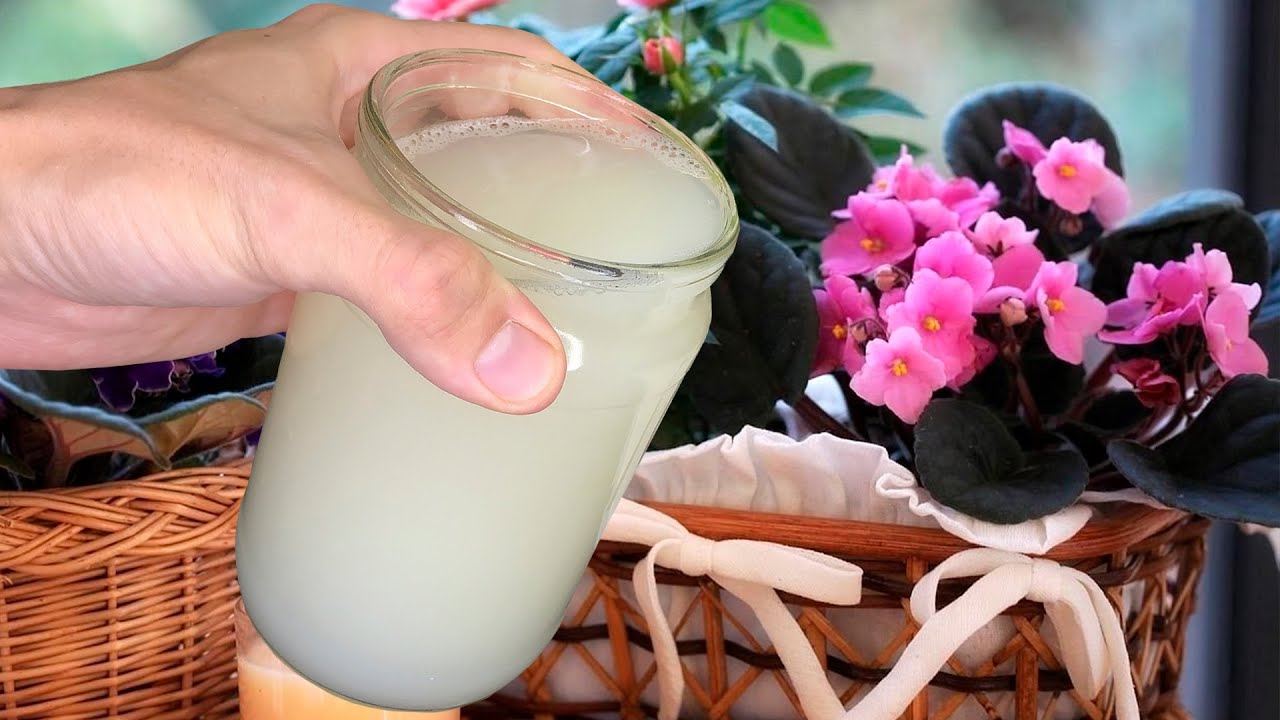 Сделать это удобрение зимой не сложно. Результат потрясающий - все ...