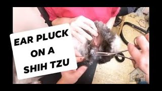 Let's Ear pluck: Shih Tzu + groomer story time! by Cassie Putz 72,385 views 3 years ago 6 minutes, 40 seconds