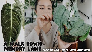 reminiscing on the plants that have come and gone 🫡