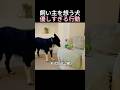 飼い主を想う犬優しすぎる行動