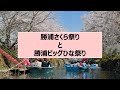 徳島県勝浦町 春の2大イベント「勝浦さくら祭り」と「勝浦ビッグひな祭り」