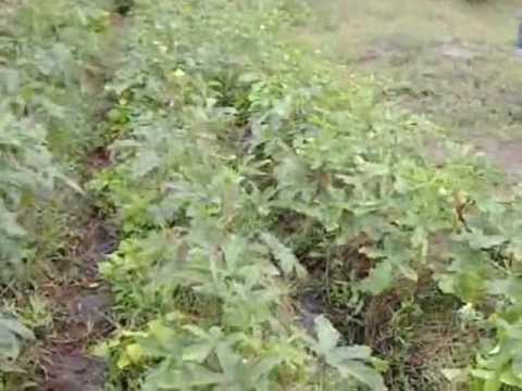 Comparison Of Chemical Farming And Natural Yield Lady Comparison Of Chemical Farming And Natural Yield Lady Finger You