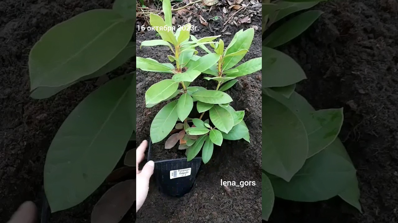 Посадка рододендронов! 