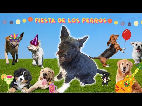 Video: Video: toallitas para baño de perro hechas en casa