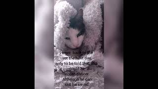 Celebrity GoFundMe For My Cat (Link in description!) Wealth