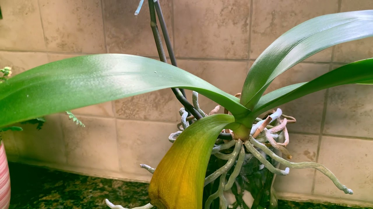 Orquídea phalaenopsis en semi agua no para de florecer