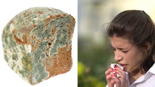 Полезная и опасная плесень  Useful and dangerous mold