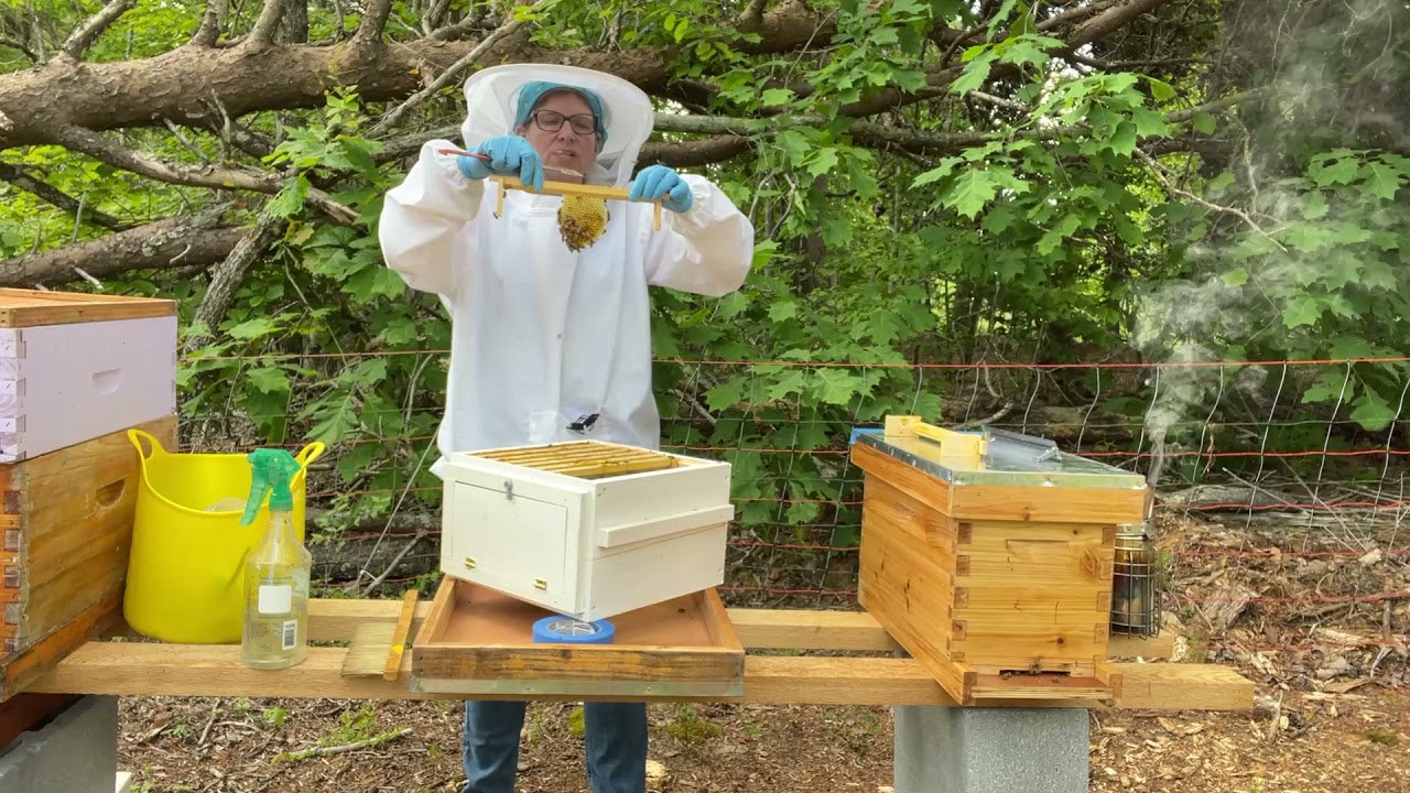 Warre Hive Inspection