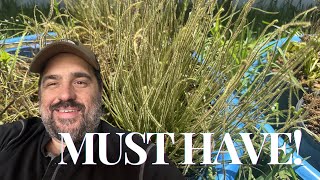 A Must Have Carnivorous Plant For Any Grower!