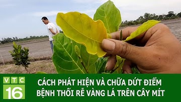 Cách phát hiện và chữa dứt điểm bệnh thối rễ vàng lá trên cây mít | VTC16