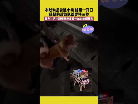 本以為是普通小柴，結果一開口，隔壁的消防隊都要愣三秒，網友：這個視頻比我家柴一年說的話都多 #宠哈哈