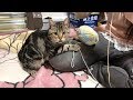 妹の編み物中にイタズラしすぎて激怒されてしまった猫w