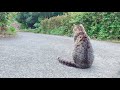 ひたすら犬の帰りを待っている猫 Cat waiting for dog’s return