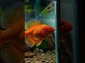 Goldfish Memory Test Shocked Everyone #experiment #science #aquarium