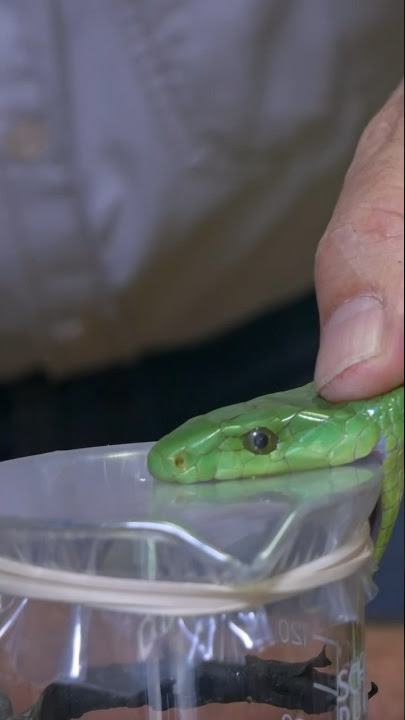 Green Mamba Bites and Venom Extraction