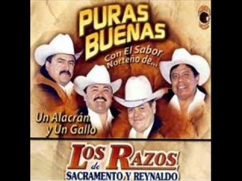 Mira los razos un alacran y un gallo en YouTube