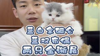 四只品种猫你喜欢谁呢