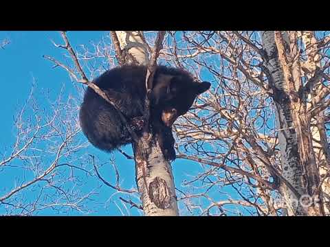 Black bear cub is lost