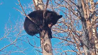 Black bear cub is lost