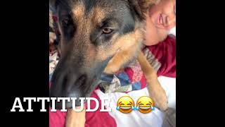 How we keep our German Shepherd BUSY! #germanshepherd #germanshepherdpuppy by Zeus Howard 2,245 views 1 year ago 3 minutes, 24 seconds