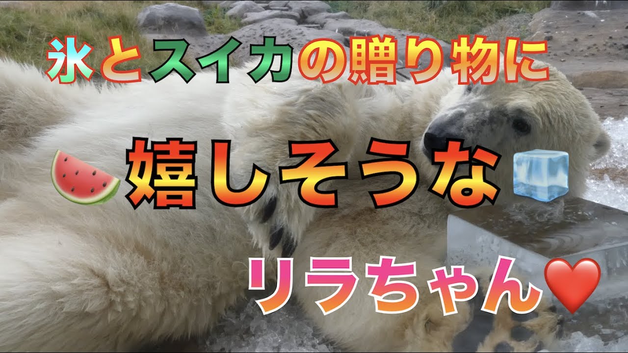 円山動物園シロクマ 氷とスイカの贈り物に 嬉しそうな リラちゃん Youtube