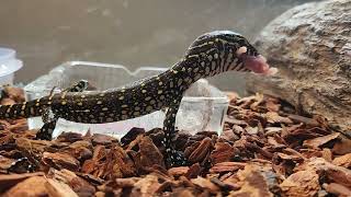 baby Nile monitor Feeding. F/T pinky mouse
