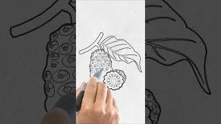 Drawing Noni Fruit
