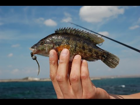 Video: Lapina, rulena, lipvis, groenling Baars familie vis: beschrijving, foto, industriële waarde