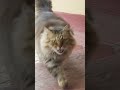 Максим))))