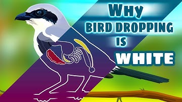 Why is Bird poop White : Strange Facts about Avian Life