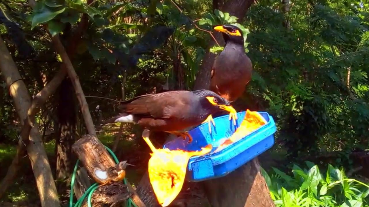 Common Mynas Feast on Papaya – Tropical Bird Behavior Close‑Up
