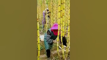 The process of cleaning sugarcane before cutting#Good tools#Easy to use#High efficiency