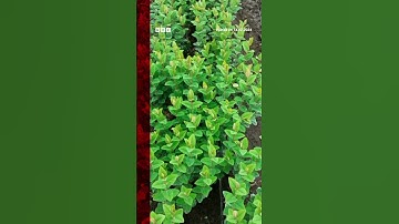 Drones could have helped grow your Valentine