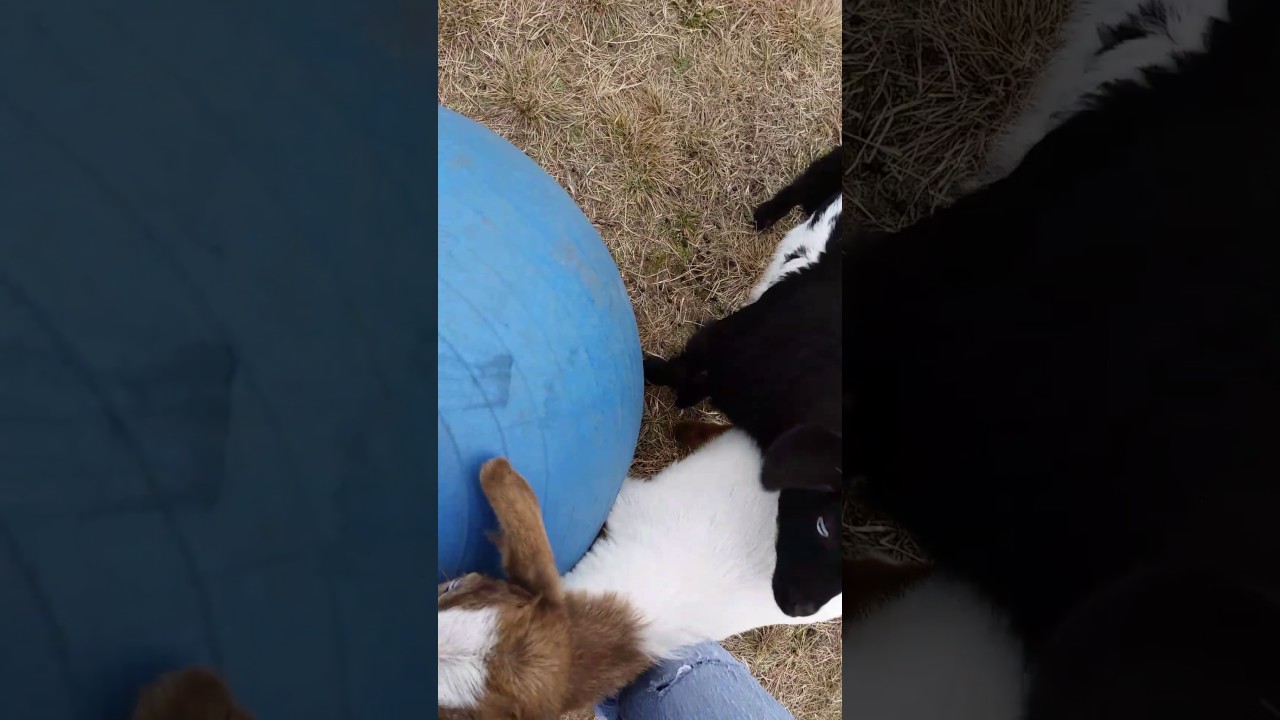 Fainting Goats playing with their ball YouTube