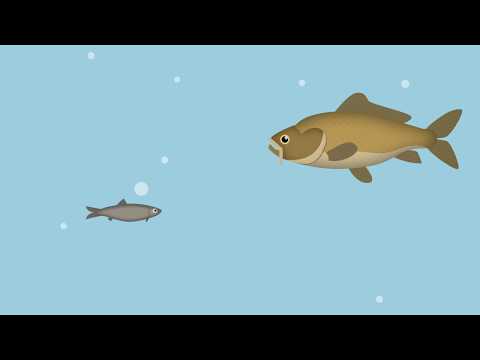 Video: Har fisk ører?
