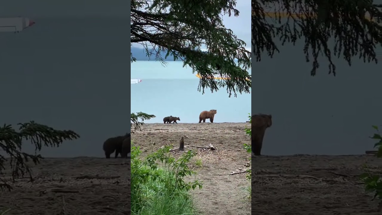 Sow and Cubs at Katmai's Shoreline 
