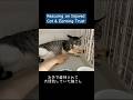 お外で虐待されていた猫と仲良くなるまで (ショートver) #cat #猫