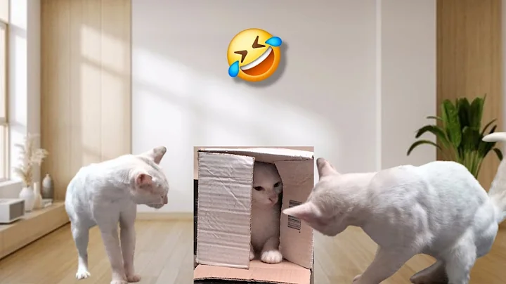 Video 11350721: pets maine, funny cat