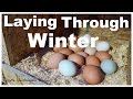 How to Encourage Your Chickens to Lay in The Winter