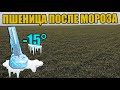 🌾Пшеница Лира Одесская на Пару после Зимы