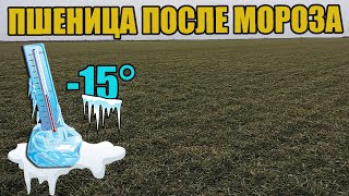 🌾Пшеница Лира Одесская На Пару После Зимы