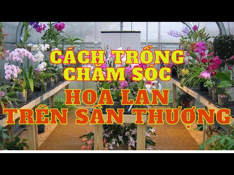 Video Cách trồng chăm sóc hoa lan trên sân thượng. - youtube